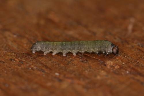 Achlya flavicornis
